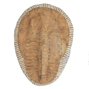 Trilobite cambropallas telesto fossile